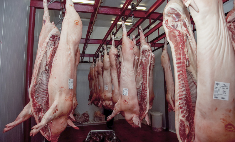 Cerrarán 2.000 establecimientos productivos por la importación de carne de cerdo de EE.UU.