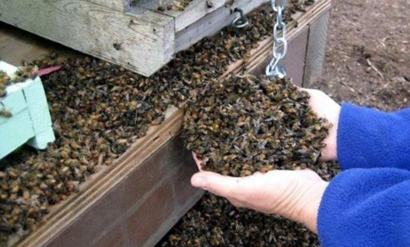 Agroquímicos: los apicultores le contestan a Etchevehere por el genocidio de abejas en Córdoba