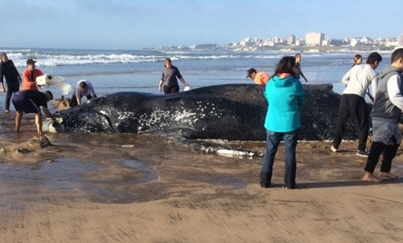 Murió la ballena que encalló en la costa de Mar del Plata