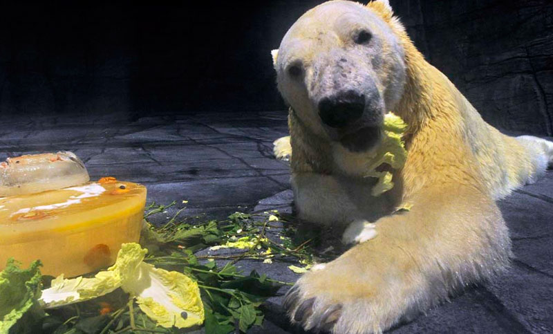 El primer oso polar nacido bajo los trópicos podría ser sacrificado