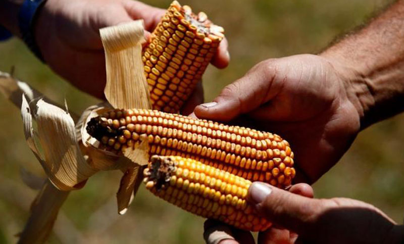 Nueve de cada diez empresas del agro sufren pérdidas por la sequía