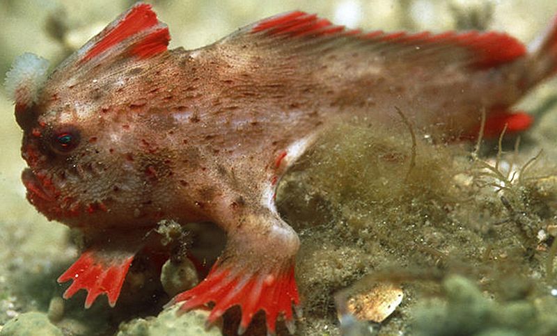 Peces raros y con “manos” fueron vistos en Tasmania