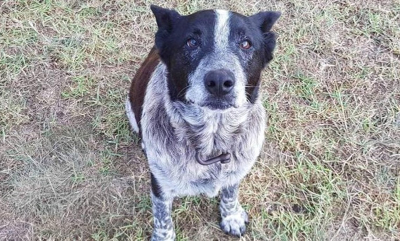 Perro “anciano” salvó a una niña perdida en un bosque
