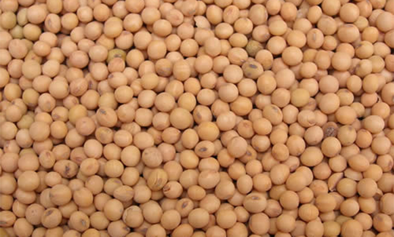 Argentina volvió a comprar poroto de soja a Estados Unidos y ya van 240 mil toneladas
