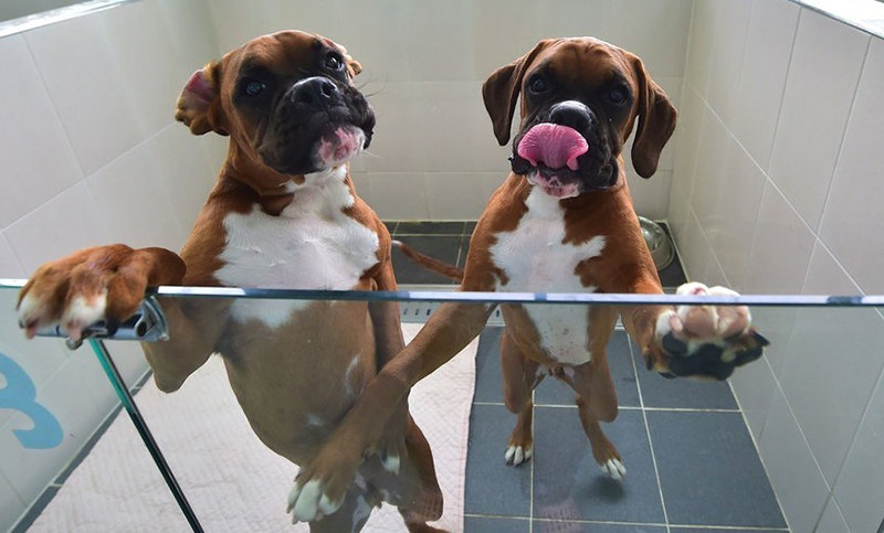 Clonación de perros: una realidad cada vez más utilizada en el mundo