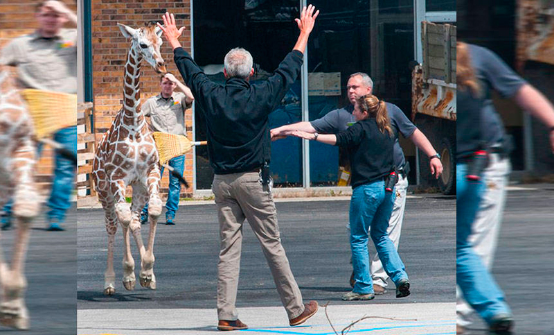 Una jirafa intentó escaparse de un zoológico