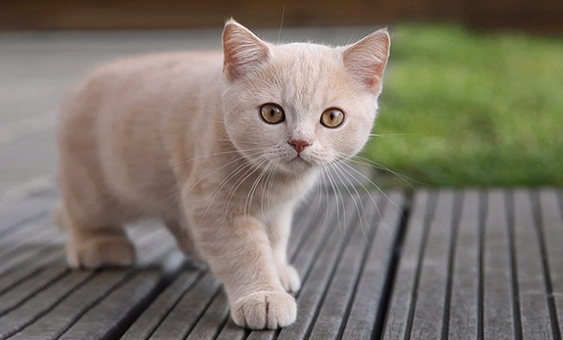 Los bigotes del gato y sus “súper poderes”