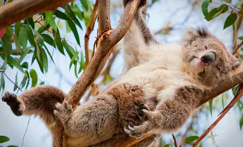 Australia promete millones de dólares para ayudar a sus koalas