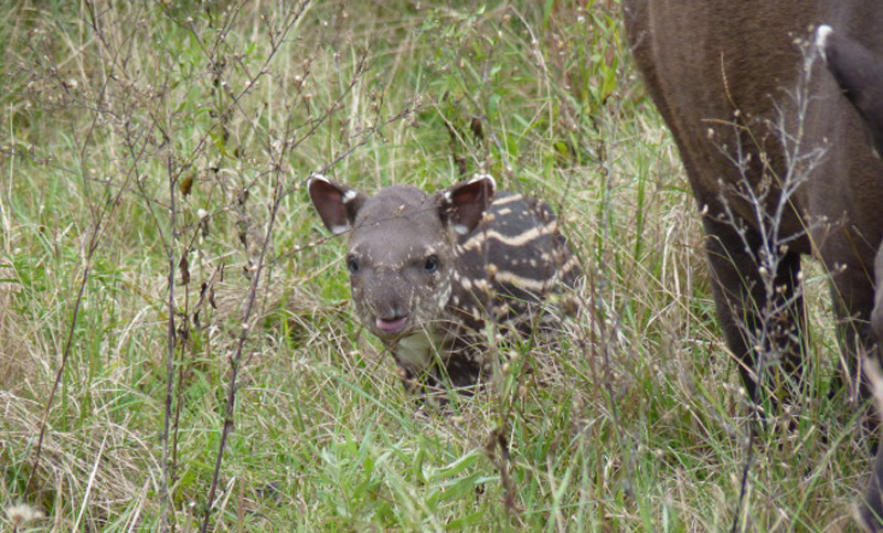 Nació un tapir para intentar restaurar la fauna de los Esteros del Iberá
