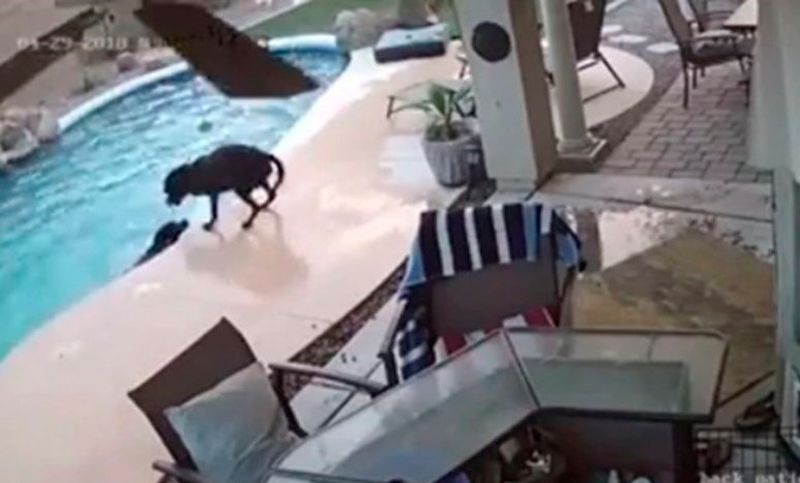 Un perro rescató a otro de una piscina de una casa