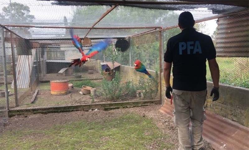 Policía secuestró en Roldán 149 aves de especies protegidas