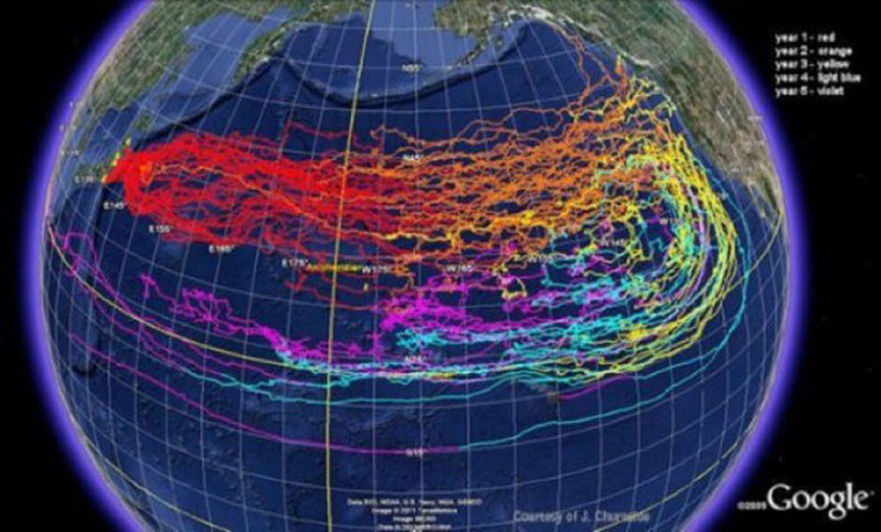 Impactante informe del OIEA: 1/3 de los océanos de la Tierra podrían estar contaminados con radiación de Fukushima