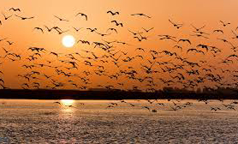 Las aves como termómetro fiel del medio ambiente