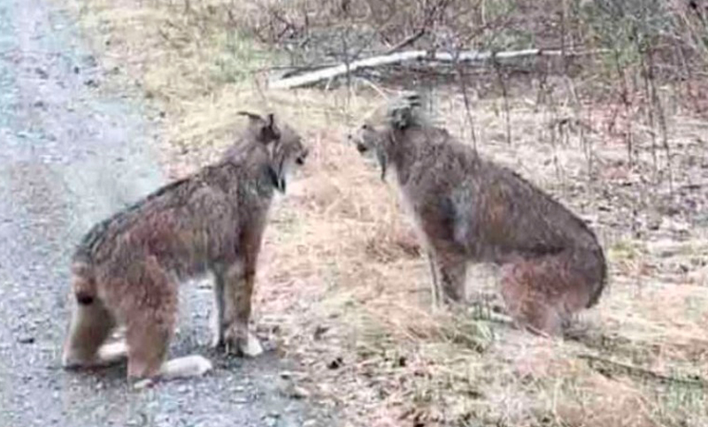El extraño sonido de dos linces “borrachos”