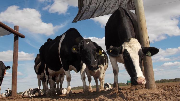Los tambos, en rojo: pierden 73 centavos por cada litro producido
