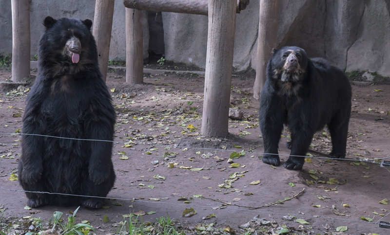 Trasladan “sin estrés” a dos osos y una mona hacia una reserva