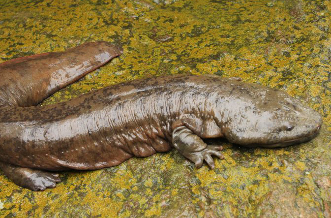 El mayor anfibio del mundo se encuentra en peligro de extinción por su sabor