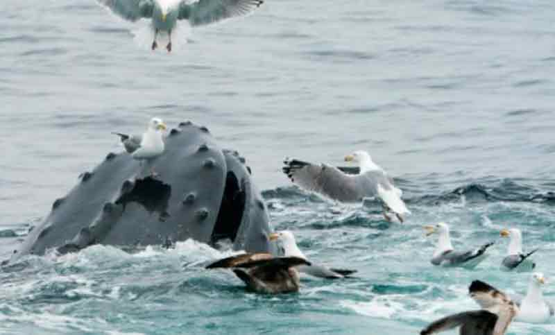 Muere una ballena después de tragarse 80 bolsas de plástico en Tailandia