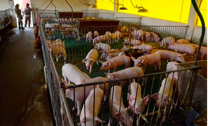 Productores reclaman declarar la emergencia nacional porcina