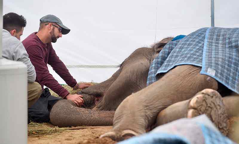 Murió la elefanta Pelusa, un emblema del zoológico de La Plata