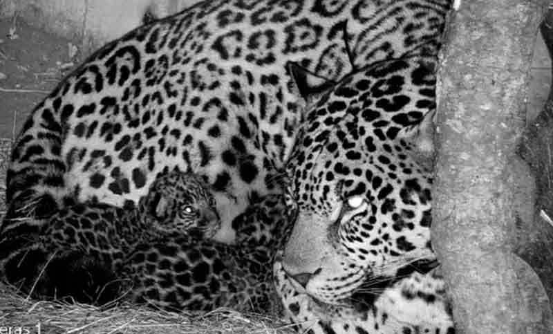 Nacieron dos cachorros de yaguareté en los Esteros del Iberá