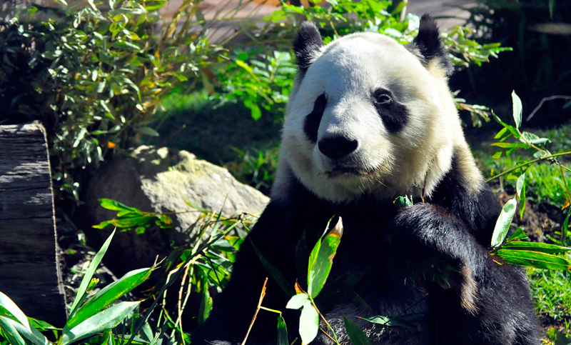 Con 31 años, es la panda más longeva fuera de China