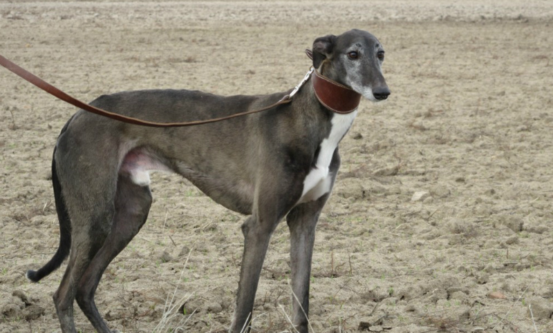 Galgos rescatados de la calle o carreras buscan ser adopatos