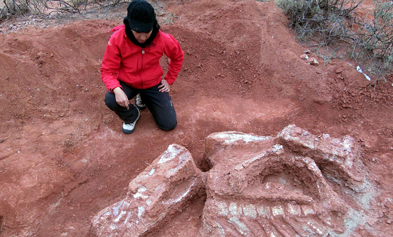 San Juan: descubrieron una especie de dinosaurio gigante de más de 200 millones de años