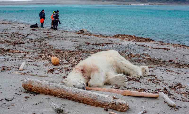 Matan en Noruega a un oso polar que atacó a un guía turístico