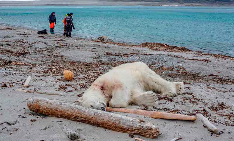 Matan en Noruega a un oso polar que atacó a un guía turístico