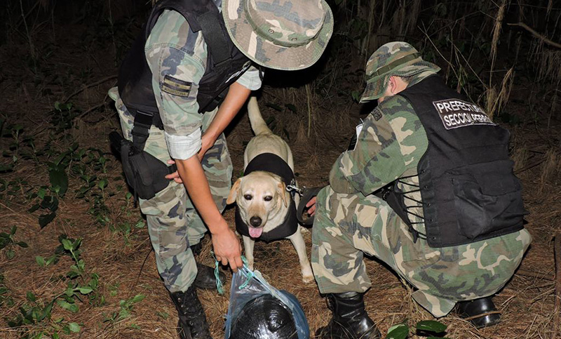 Incautaron cerca de 900 kilos de marihuana a la vera del Río Paraná