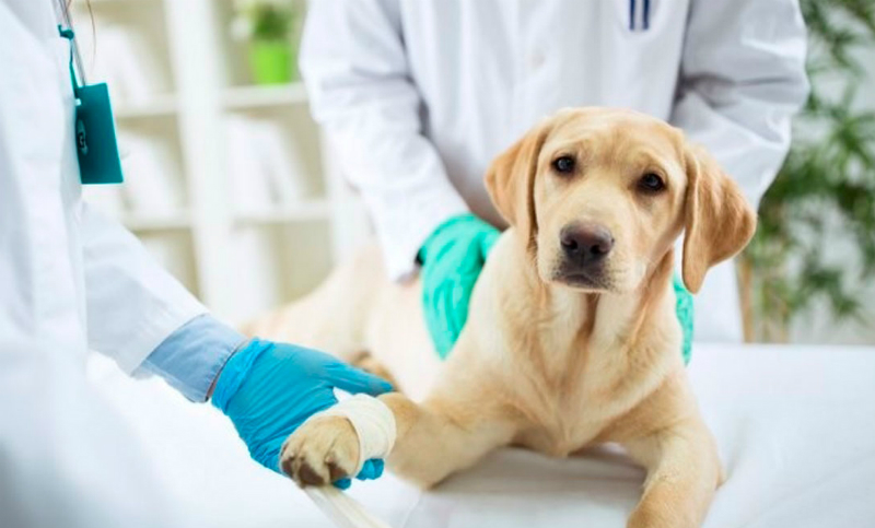 Abren el primer banco de sangre para perros y gatos en la provincia