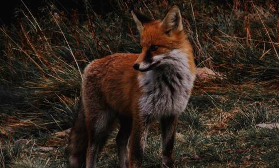 Los animales se vuelven más nocturnos para evitar a los humanos