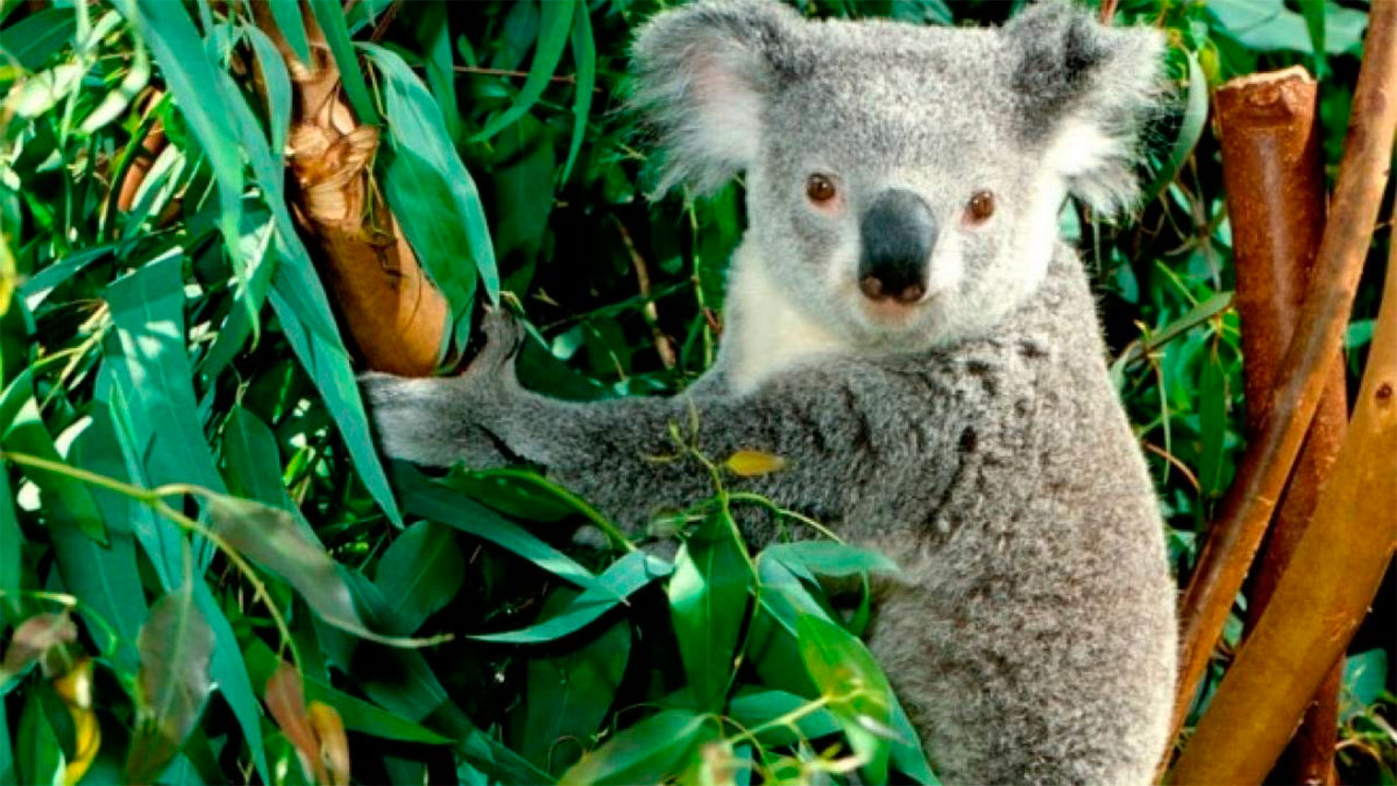 Un gran paso para la preservación: logran secuenciar el genoma de un Koala