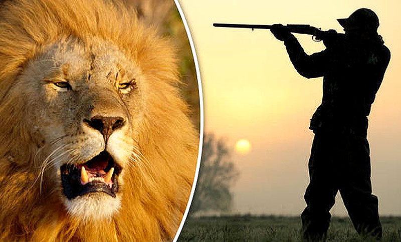 Tres cazadores fueron devorados por una manada de leones en Sudáfrica