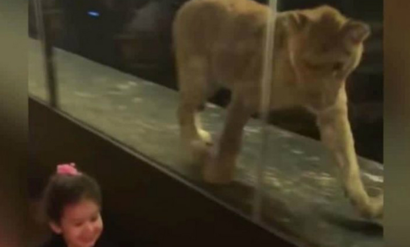 Un bar exhibía a una leona en su vidriera