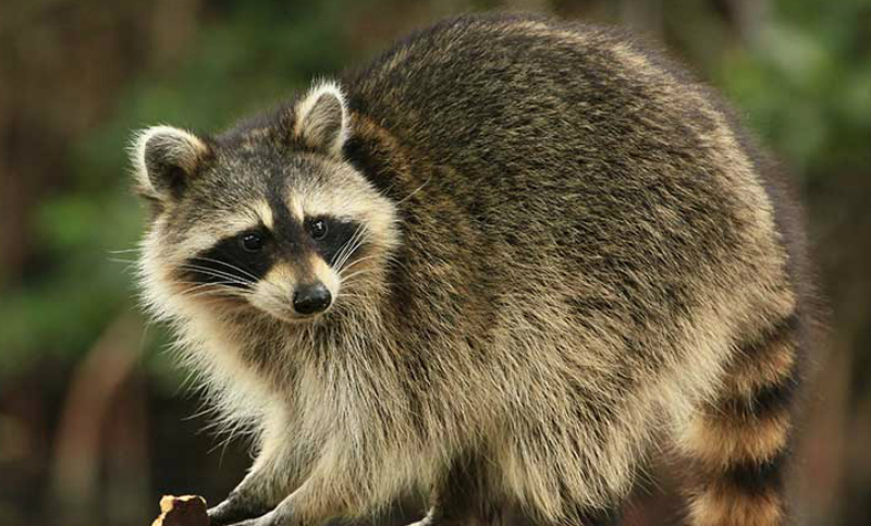 En un refugio, curan a animales con cannabis