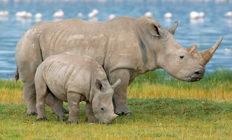 Tratan de evitar la extinción de un tipo de rinoceronte