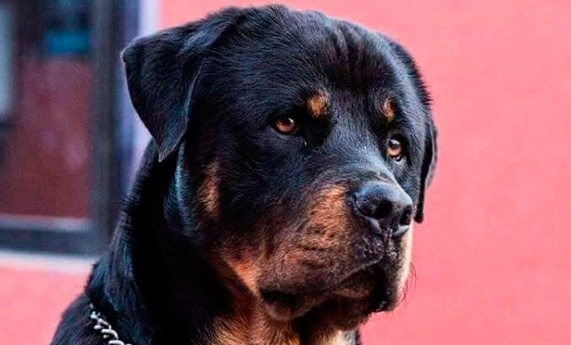 Su perra rottweiler lo salvó de ser víctima de un robo