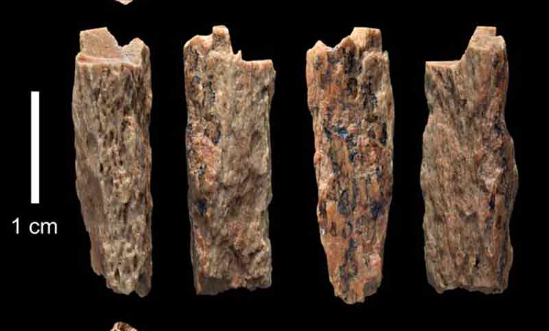 Hallan por primera vez restos de un niño nacido de dos especies humanas distintas