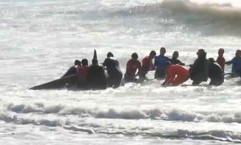 Logran liberar a una orca y una ballena que estaban varadas en Mar del Plata