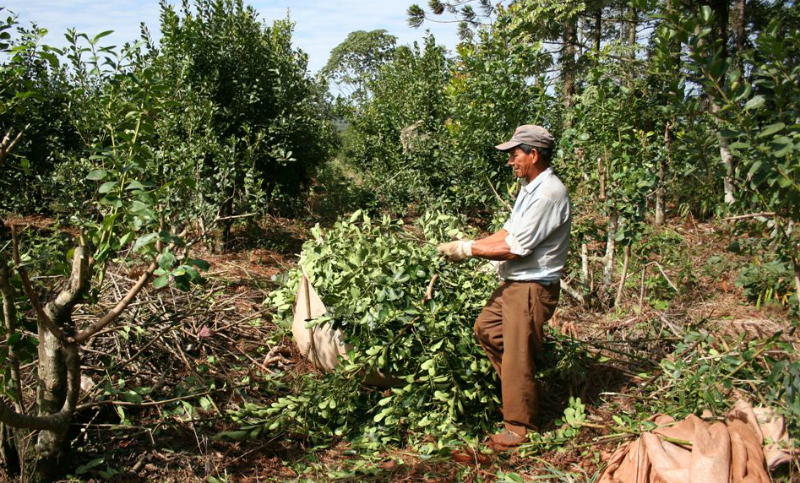 La yerba a más de $80 el kilo pero los tareferos reciben 0.90