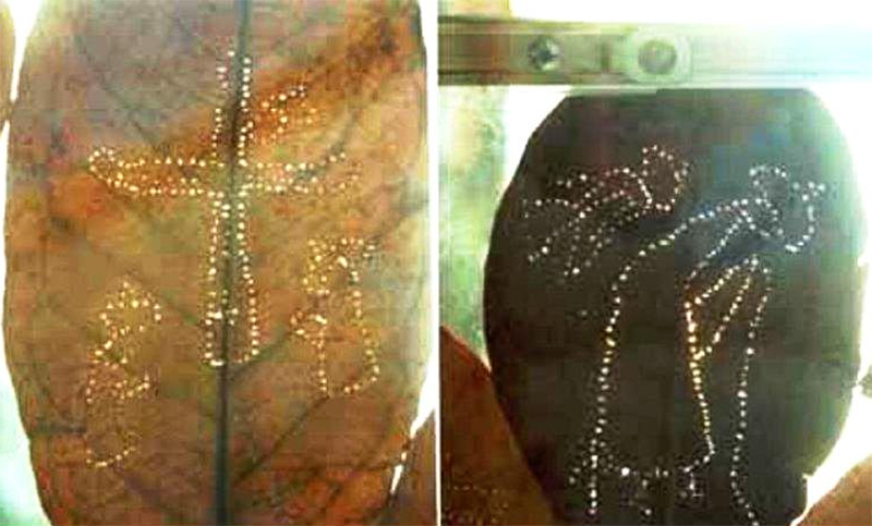 El misterio de las hormigas que “bordan” mensajes devocionales en hojas de árboles