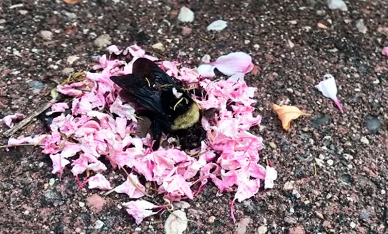 Extraño «ritual» de hormigas ante una abeja muerta: ¿le llevan pétalos?