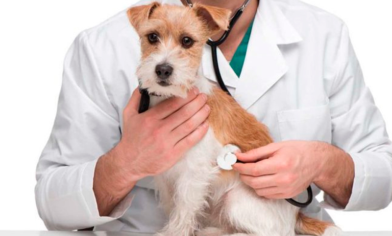 Se hacía pasar por veterinario y ahora deberá resarcir a las víctimas y hacer una donación