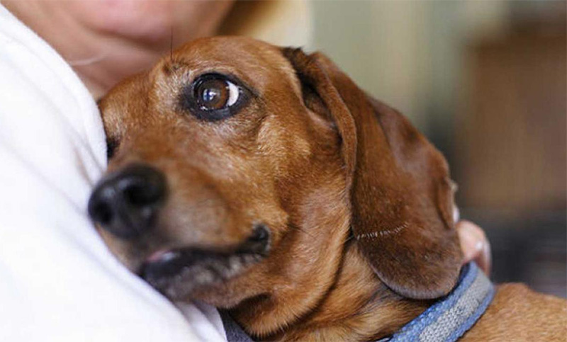 Científicos confirmaron que los perros detectan la tristeza y tratan de solucionarla