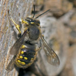 La muerte de abejas delató a quien nos está envenenando