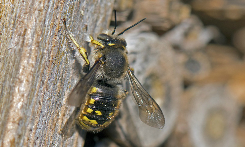La muerte de abejas delató a quien nos está envenenando