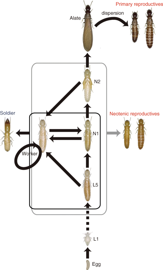 BMC Biology