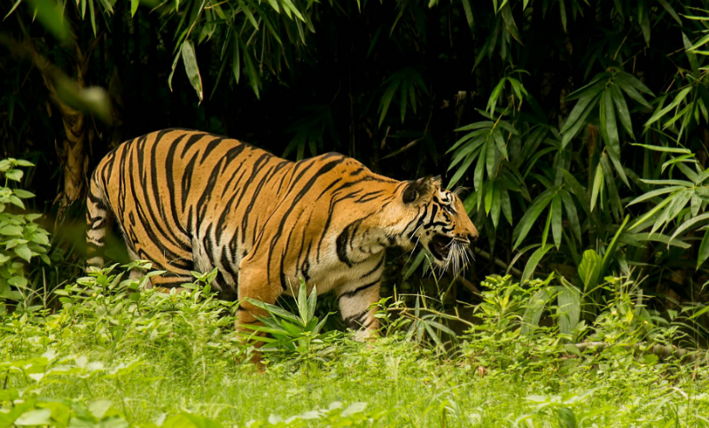 India autoriza la caza de una tigresa